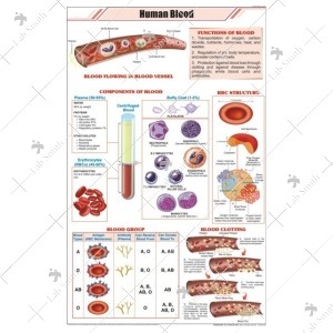 Human Blood Chart