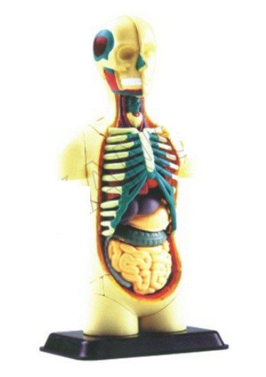 Human Body Anatomy Model