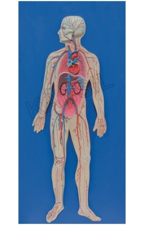 Human Circulatory System model