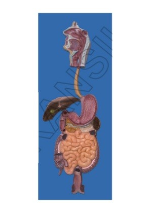 Human Digestive System Model