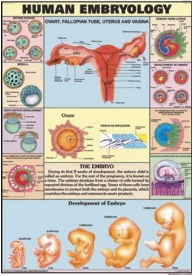 Human Embryology Chart