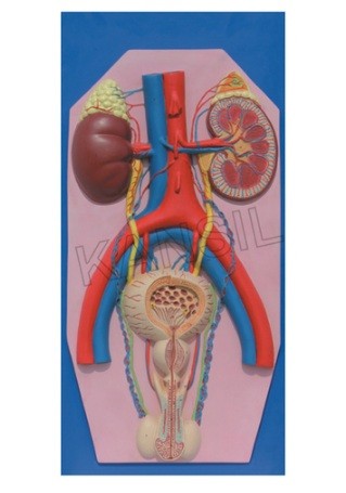 Human Excretory System Model