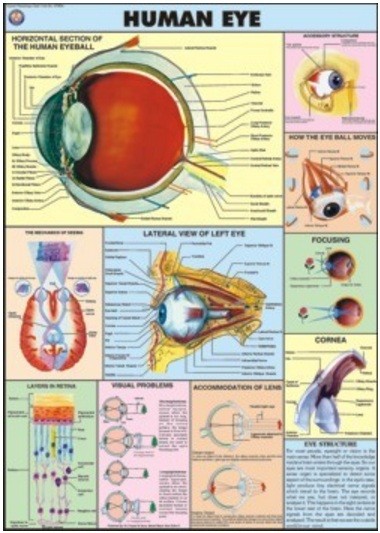 Human Eye