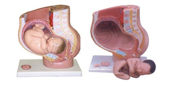 Human Female Pelvis Section (4 parts) Model
