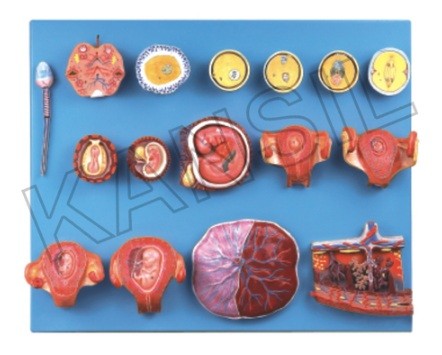 Human Fertilization And Early Embryogeny Model