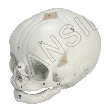 Human Fetal Skull Model
