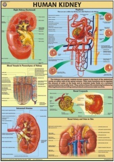 Human Kidney Chart