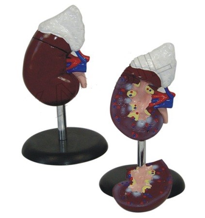 Human Kidney with Adrenal Gland Model