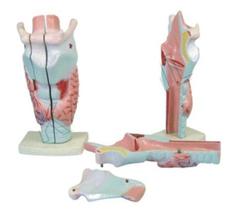 Human Larynx Model Magnified Model