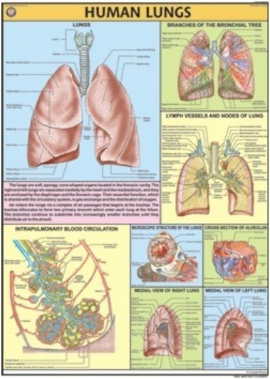 Human Lungs Chart