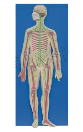 Human Nervous System Model