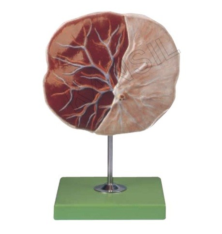 Human Placenta Model