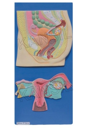 Human Reproductive System Female Model