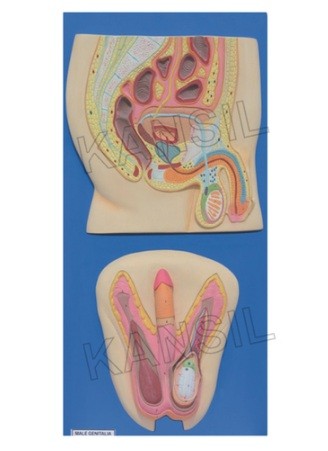 Human Reproductive System Male Model
