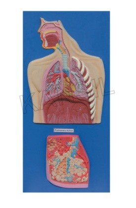 Human Respiratory System Model