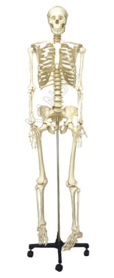 Human Skeleton Model