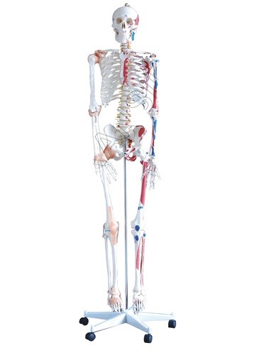 Human Skeleton With Muscles & Ligaments Model