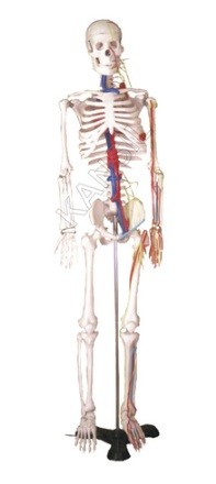 Human Skelton Model