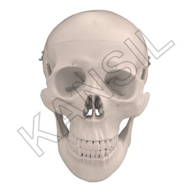 Human Skull Model DX. Model