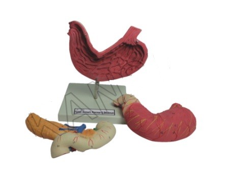 Human Stomach, Pancreas & Duodenum Model
