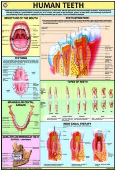 Human Teeth Chart