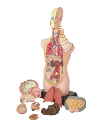 Human Torso Model