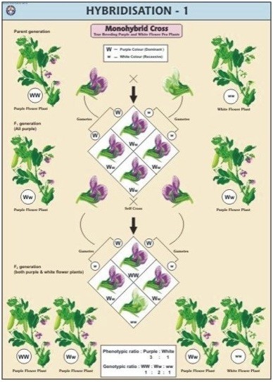 Hybridisation-1(Monohybrid Cross) Chart