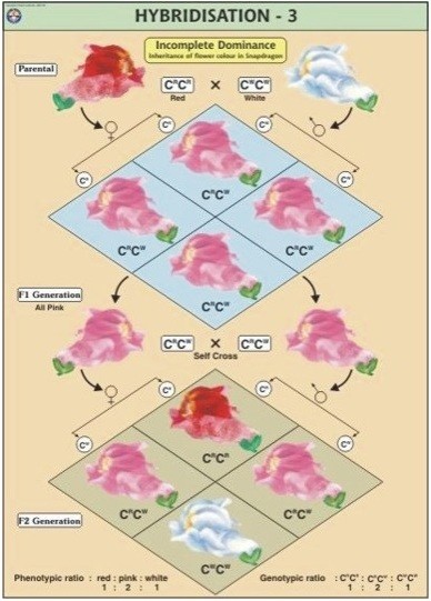 Hybridisation -3 (Incomplete Dominance) Chart