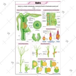 Hydra Chart
