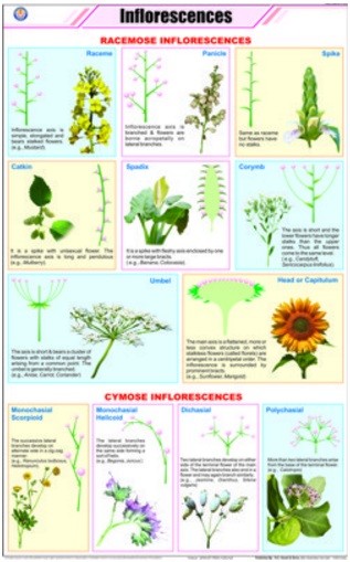 Inflorescences