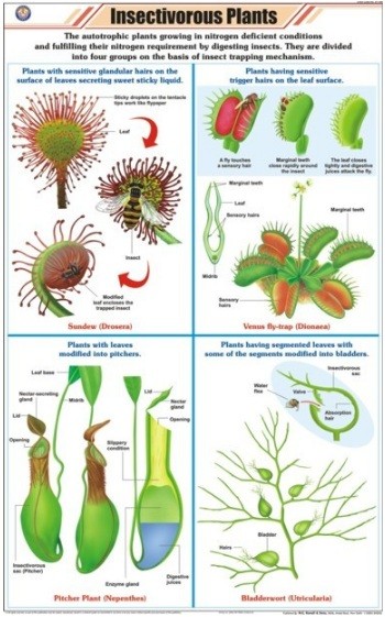 Insectivorous Plants