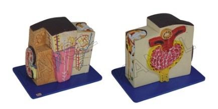 Kidney Microstructure Model