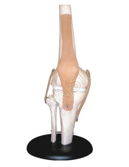 Knee Joint Model