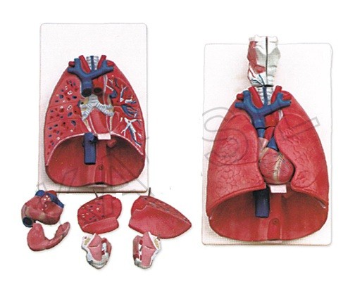 Larynx, Heart and Lungs Model