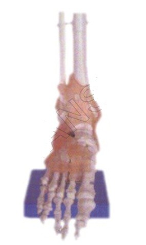 Life-Size Foot Joint with Ligaments Model