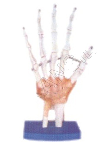 Life-Size Hand Joint with Ligaments Model
