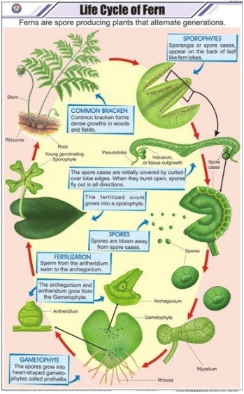 Life Cycle of Fern