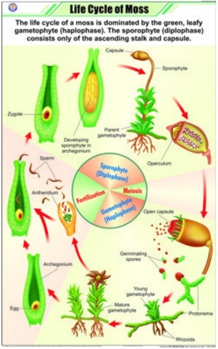 Life Cycle of Moss