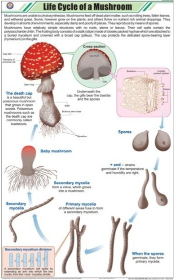 Life Cycle of Mushroom