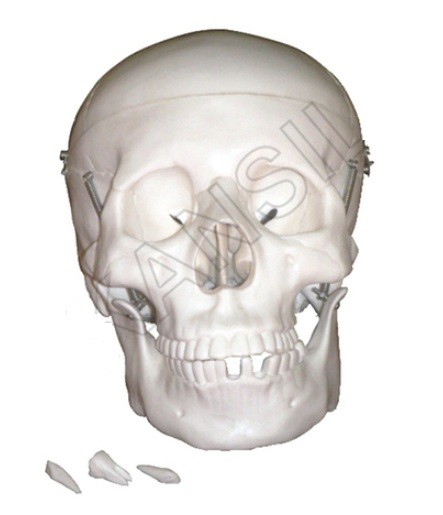 Life Size Skull Model