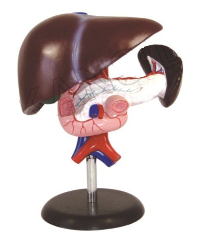 Liver, Pancreas and Duodenum Model