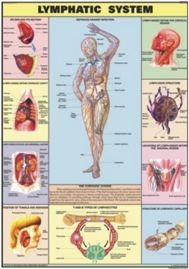 Lymphatic System Chart