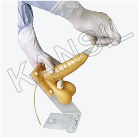 Male Condom Model