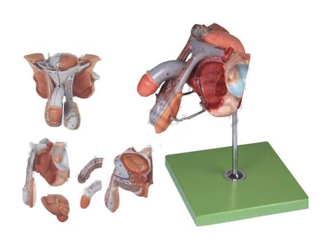 Male Genital Organs Model