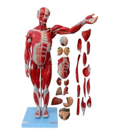 Male Muscle 78 cms Model