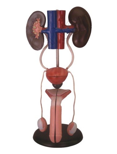 Male Urogenital System model