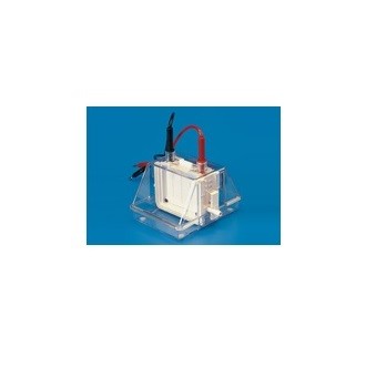  Mini Dual Vertical Electrophoresis Unit