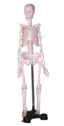 Mini Skeleton Model