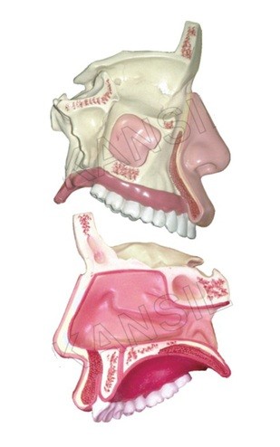 Model of the Anatomical Nasal Cavity Model