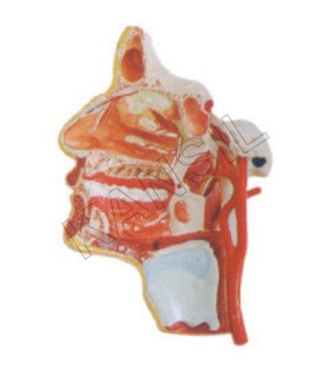 Model of the Head
